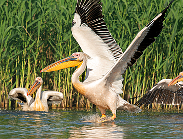 White American Pelicans in Danube Delta