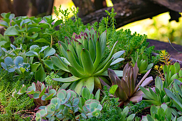 Background of different mixed little green succulent plants with fresh leaves in a garden pot in direct sunlight during summer