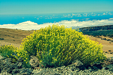 rugged landscape and vegetation in Tenerife