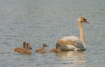 Mother swan and her seven chicks swimming