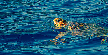 loggerhead turtle (Caretta caretta) swimming with head raised above the sea surface