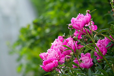 Beautiful flowers peonies. Bouquet in bloom.