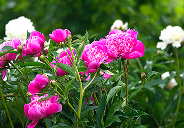 Beautiful flowers peonies. Bouquet in bloom.