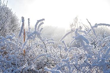 Winter landscape. Frost morning in mountains.