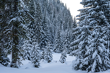 Snowy forests of Carphatian mountains Romania