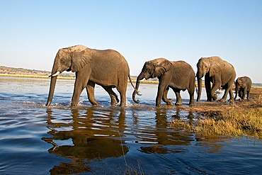 River Chobe wildlife elephants