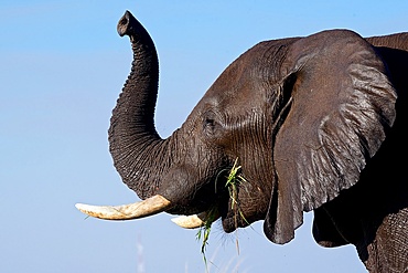 African bush elephant (Loxodonta africana), Chobe River Botswana, Africa.