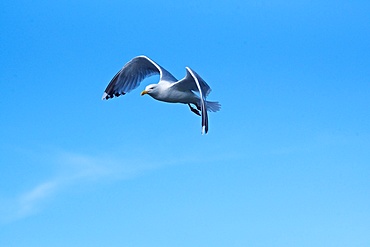 Herring gull ,(Larus argentatus), in flight, flying, against blue sky, County Cork, Republic of Ireland