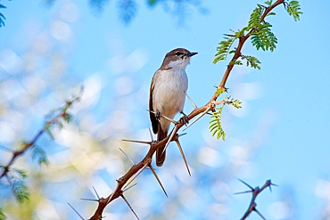 African Dusky Flycatcher, Muscicapa adusta, Dinokeng Game Reserve, South Africa