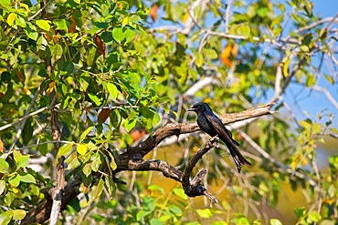 Fork-tailed Drongo, Dicrurus adsimilis, looking left, Chobe National Park, Botswana