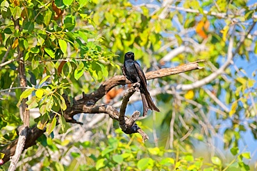 Fork-tailed Drongo, Dicrurus adsimilis, looking to camera, Chobe National Park, Botswana