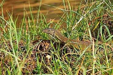 Monitor Lizard, Varanus niloticus, walking through long grass, NOTE STALK EYE FLY (fly family Diopsidae) on grass in background! Chobe National Park, Botswana