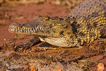 Large Nile Crocodile, (Crocodylus niloticus), head showing teeth, closeup, Chobe National Park, Botswana.
