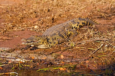 Large Nile Crocodile, (Crocodylus niloticus) head showing teeth, Chobe National Park, Botswana.