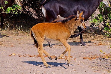 Sable antelope, (Hippotragus niger), juvenile, trotting, Chobe national park, Botswana