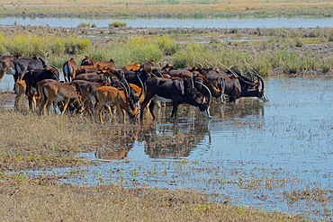 Sable antelope, (Hippotragus niger), whole herd drinking, Chobe national park, Botswana