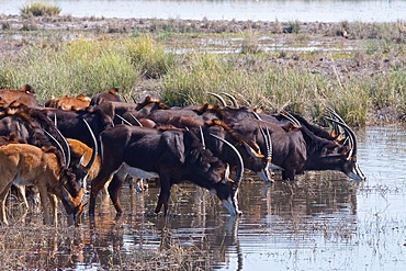 Sable antelope, (Hippotragus niger), whole herd drinking, Chobe national park, Botswana