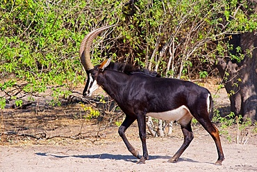 Sable antelope, (Hippotragus niger), male walking, Chobe national park, Botswana