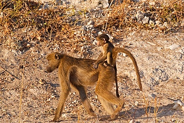 Chacma Baboon, (Papio ursinus), mother with baby on her back, Chobe National Park, Botswana