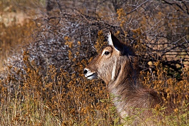 River Chobe wildlife