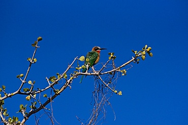 White-fronted Bee Eater, (Merops bullockoides), perching on a branch, blue sky as background, Chobe River, Botswana