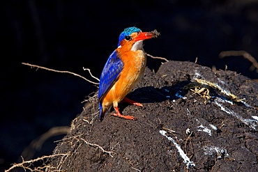 Malachite kingfisher, (Corythornis cristatus), after digging in mud, Chobe National Park, Botswana