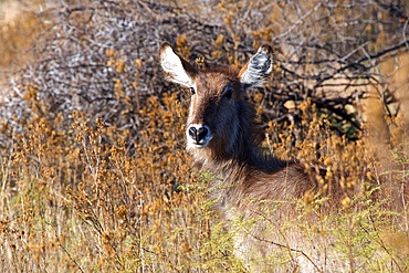 River Chobe wildlife, water buck