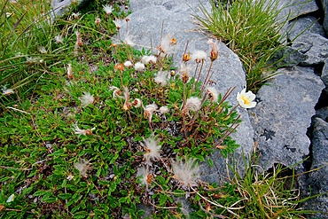 Mountain avens, Dryas octopetala, seed heads, flower, Growing in Limestone Pavement, wide angle shot, The Burren, County Clare, Ireland