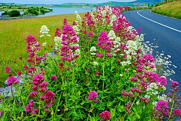Red Valerian, (Centranthus ruber), in pink and white forms, County Clare, Ireland