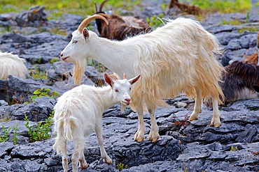 Feral goats, (Capra aegagrus) , all white mother and calf, Burren National Park, County Clare, Ireland