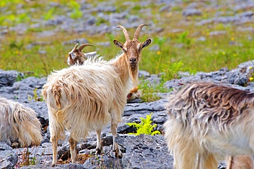 Feral goats, (Capra aegagrus), Burren National Park, County Clare, Ireland