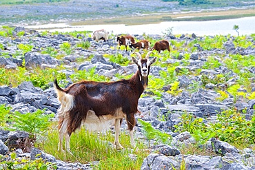 Feral goat (Capra aegagrus) Burren National Park, County Clare, Ireland