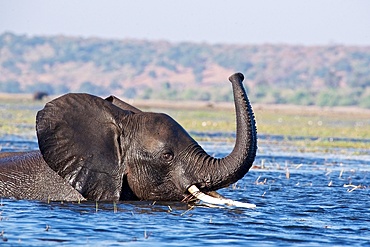 African Elephant (Loxodonta Africana), wades through a deeper section of a river. The trunk is raised in the air. Chobe National Park, Botswana.