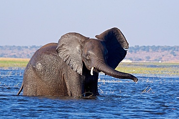 African Elephant (Loxodonta Africana), wades through a deeper section of a river, ears and trunk swinging side to side, Chobe National Park, Botswana.