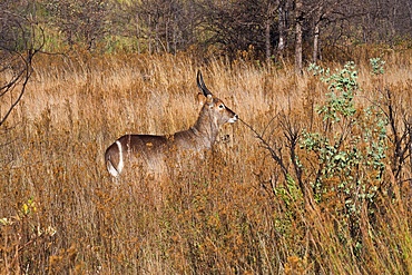 River Chobe wildlife, water buck