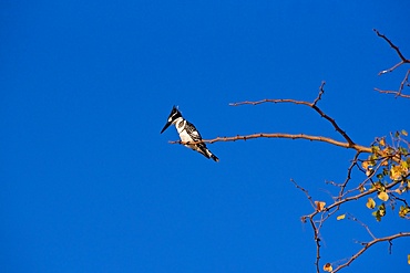 Pied Kingfisher (Ceryle Rudis), perched on acacia branch against a deep blue sky, Chobe National Park, Botswana, Africa
