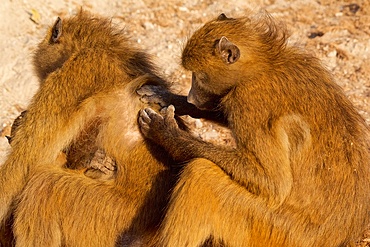 Chacma baboons (Papio ursinus) mother with baby being groomed, Chobe National Park, Botswana, Africa