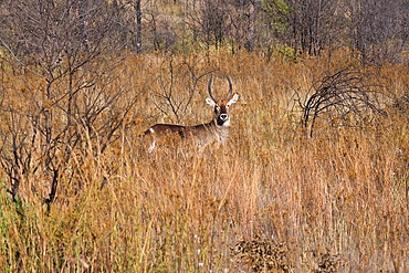 River Chobe wildlife, water buck