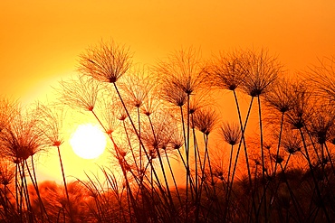 Papyrus sedge, Cyperus papyrus, sillhouetted at sunset, Chobe National Park, Botswana
