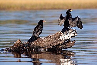 African Reed Cormorant (Phalacrocorax africanus) x2 perching on a dead log mid river, Chobe National Park, Botswana