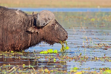 Buffalo (Syncerus caffer), portrait, feeding on green vegetation in the riverChobe National Park, Botswana, Africa