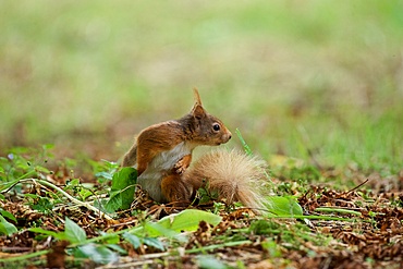 Red Squirrel, Sciurus vulgaris, paying attention to, startled by, a sudden noise, Blarney Castle, County Cork, southern Ireland