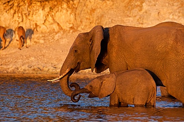 African Elephant, (Loxodonta africana), Cow with young calf ldrinking together illuminated by the setting sun, Chobe National Park, Africa.