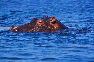 Hippopotamus (Hippopotamus amphibius), in dappled blue water, Chobe National Park, Botswana