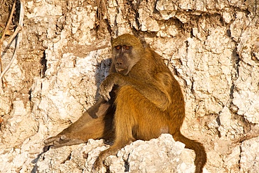 Chacma baboon, (Papio ursinus griseipes) adult resting, in evening light, Chobe National Park, Botswana, Africa