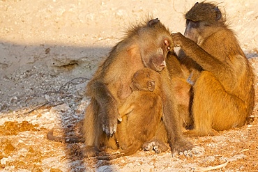 Chacma baboons (Papio ursinus) mother with baby being groomed, Chobe National Park, Botswana, Africa