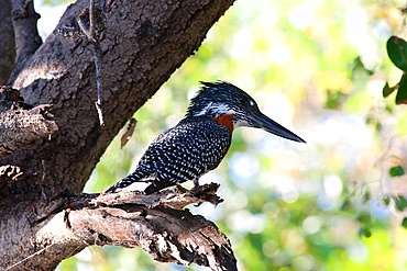Giant kingfisher, Megaceryle maximus, on a dead branch , Chobe River, Chobe National Park, Kasane, Botswana.