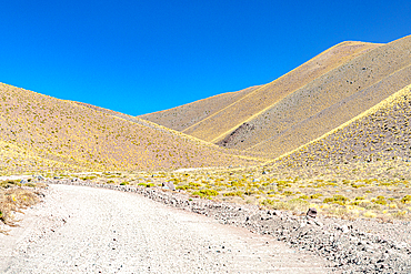 Dirt track through yellow slopes, Vega de los Colorados, Puna, Catamarca, Argentina