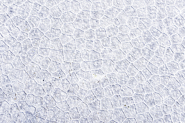 Cracked salt surface, Salinas Grandes, Jujuy, Argentina
