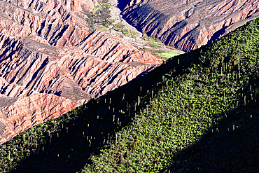 Striped red rocks among cactus, Serrania de Hornocal, Humahuaca, Jujuy, Argentina